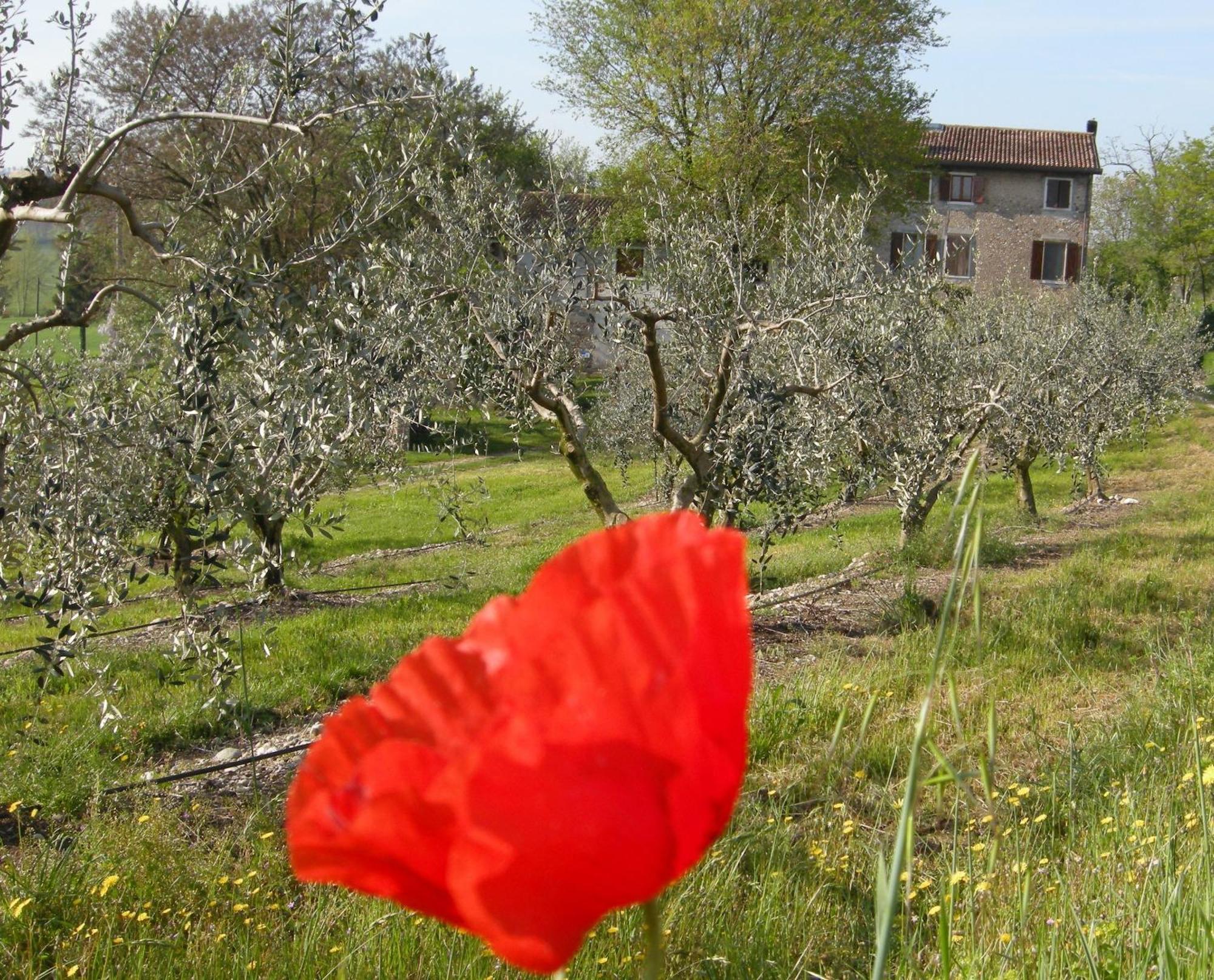 I Vigneti Bed & Breakfast Salionze Dış mekan fotoğraf